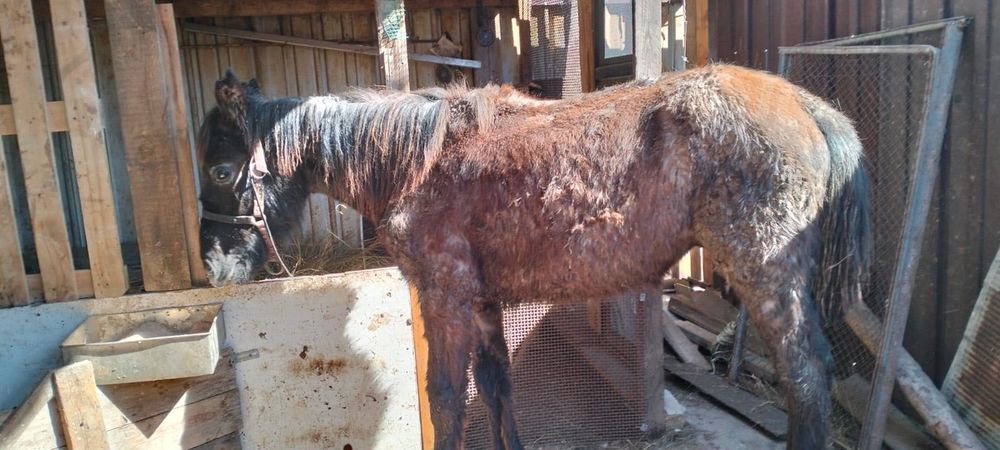 Продам еркек тай