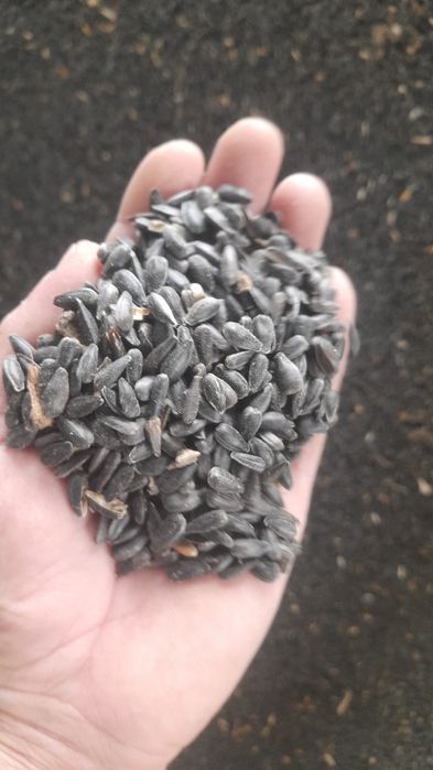 Продам семечки в мешках