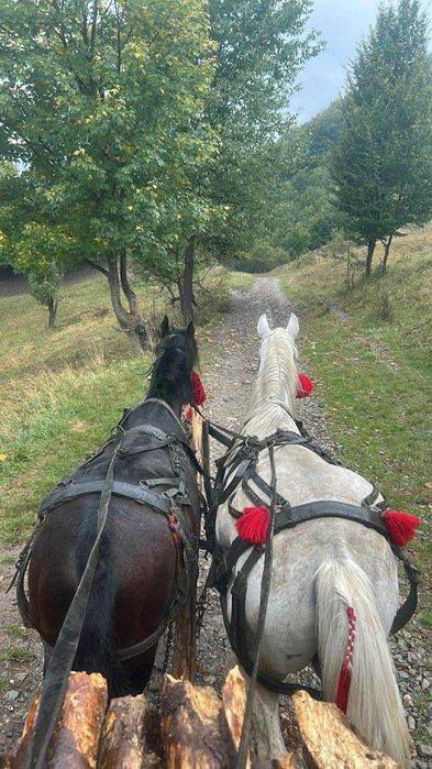 De vânzare un căluț sur