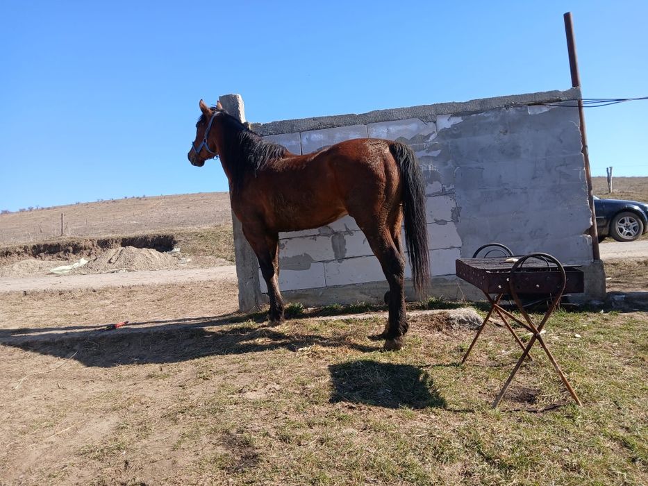 De vânzare harmasar