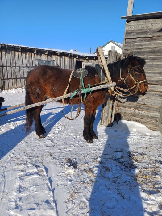 Продам мерина 7 лет