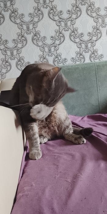 Отдам кота в хорошие руки