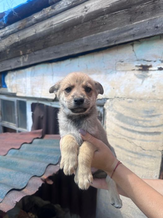 Срочно отдам щенят