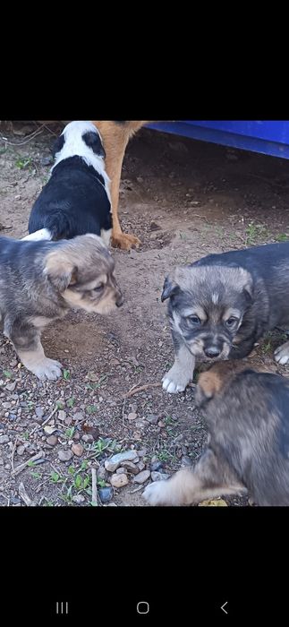 Отдадим щенят в добрые руки!!!