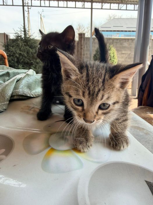 Отдам котят в добрые руки