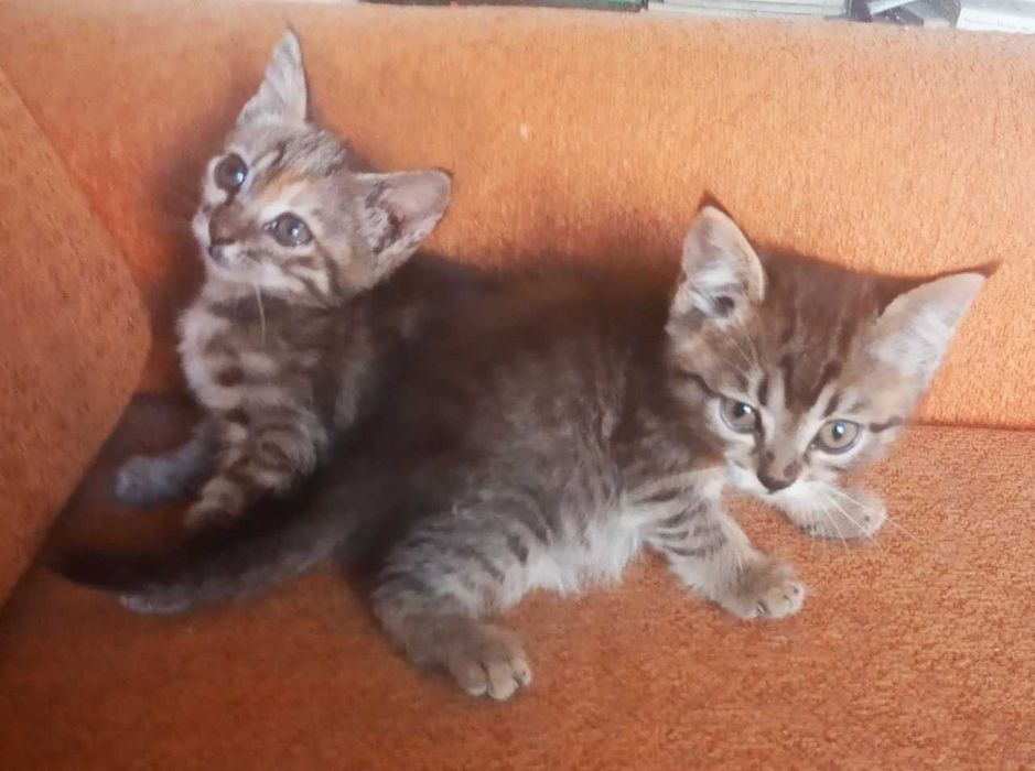 Котята в добрые руки. Смотрите другие объявления автора