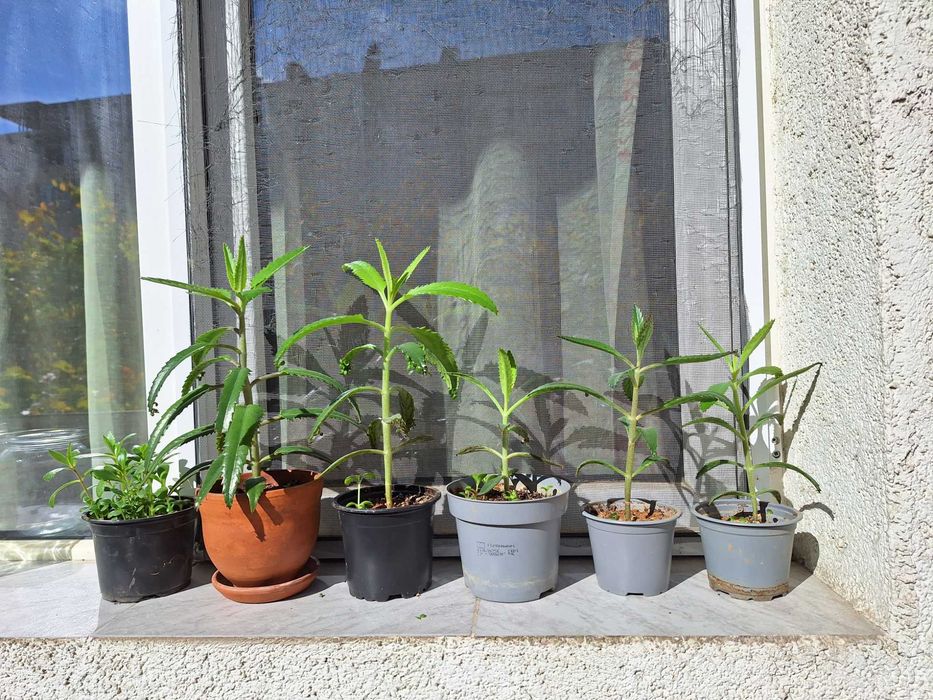 Цвете Каланхое Майка на хиляди