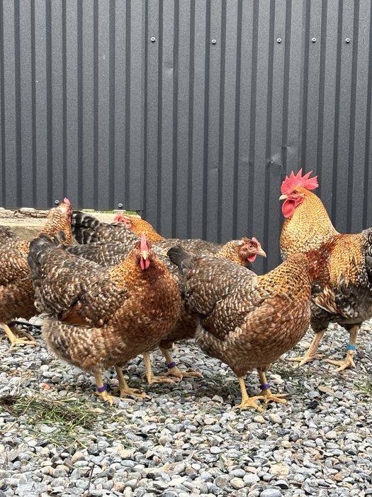 Билефельдер инкубациялық жұмыртқалары