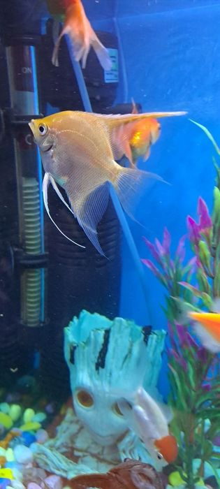 Baliq Skalyariya. 1 ta qolgan Platina rangli