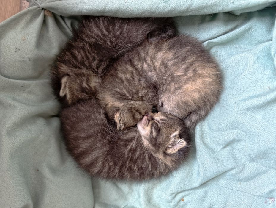 Сладкие котята, 1 месяц
