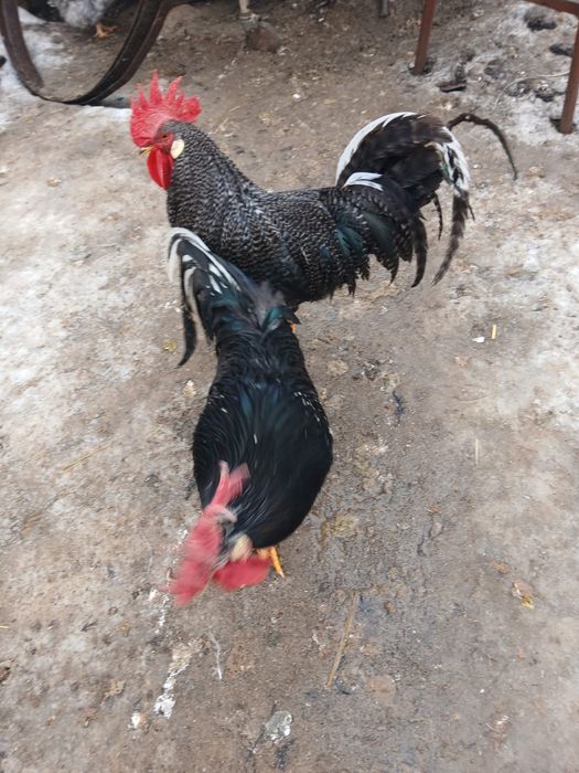 Vand cocosi Italieni