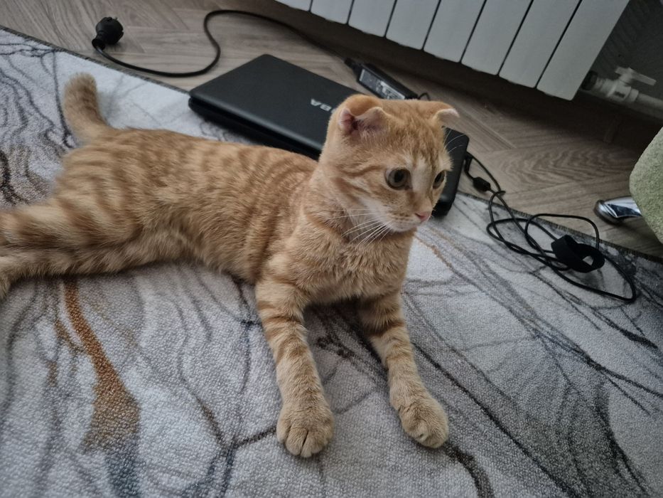 Отдам в добрые руки