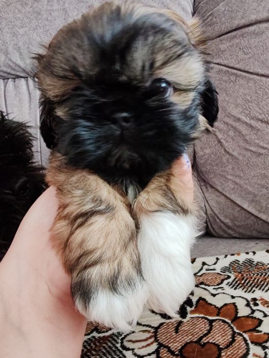 Продам щенка шитцу