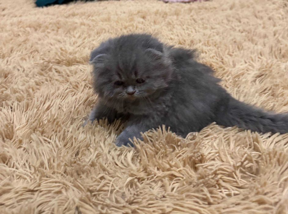 Скоттиш-фолд (Scottish Fold)