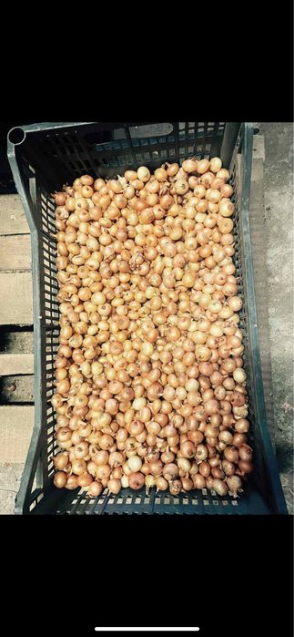 Арпаджик сорт Мелник,Щутгард,Ред Кармен