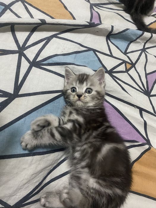 Шотландские скоттиш фолд