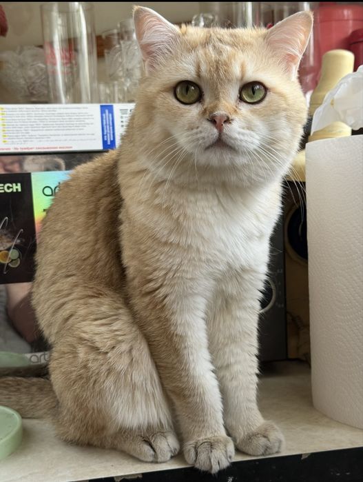 Золотой Шиншилла кот NU 12