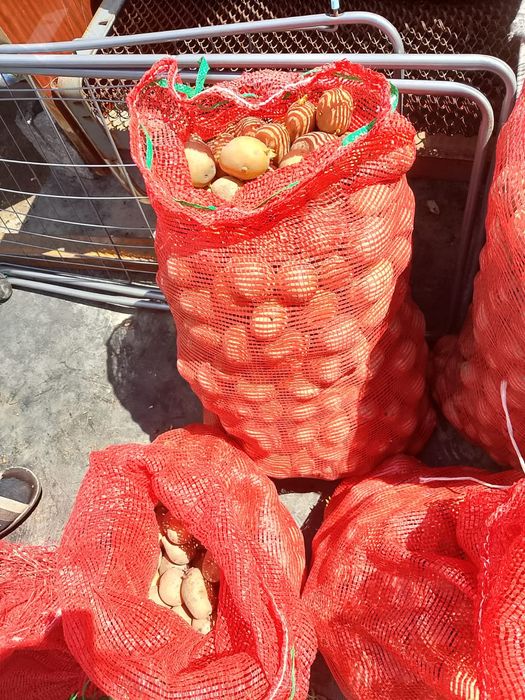 Семена картошки домашние