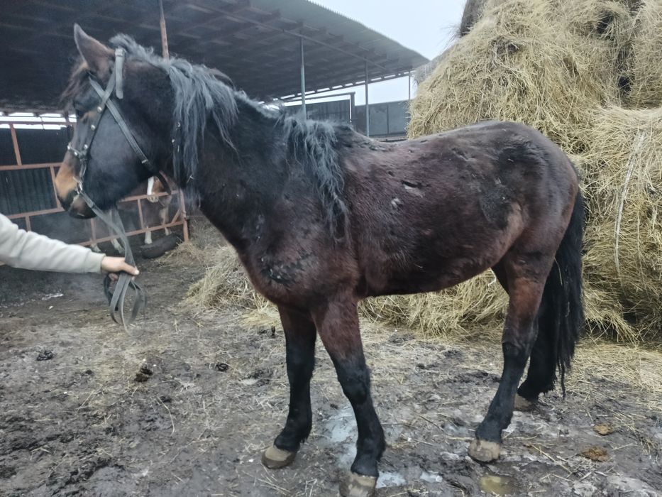Жеребец -производитель