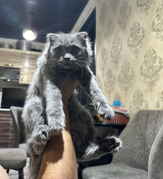 Mushuk sotiladi. Latogi va ovqat yiyadigani bilan beriladi.