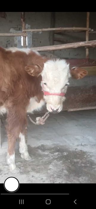 Сментал букача сотилади