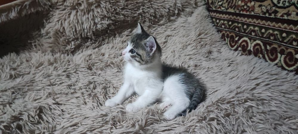 Продаются милые, ласковые котятки.