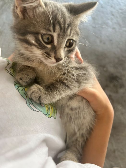 Отдам Домашних Котят В Добрые Руки