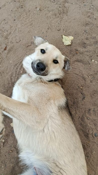 Щенки в добрые руки