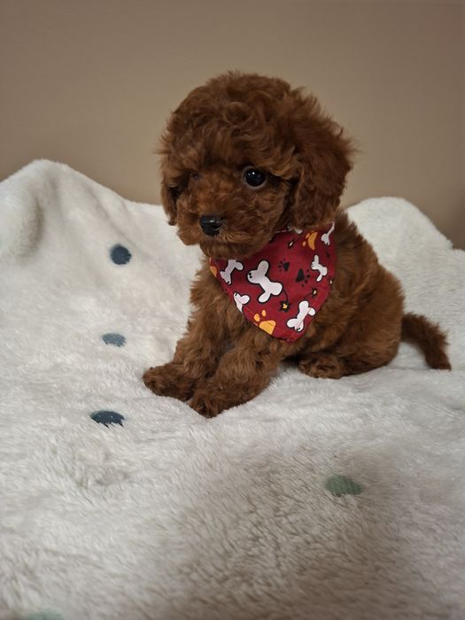 Пудел  Той  Момченце  с Родословие