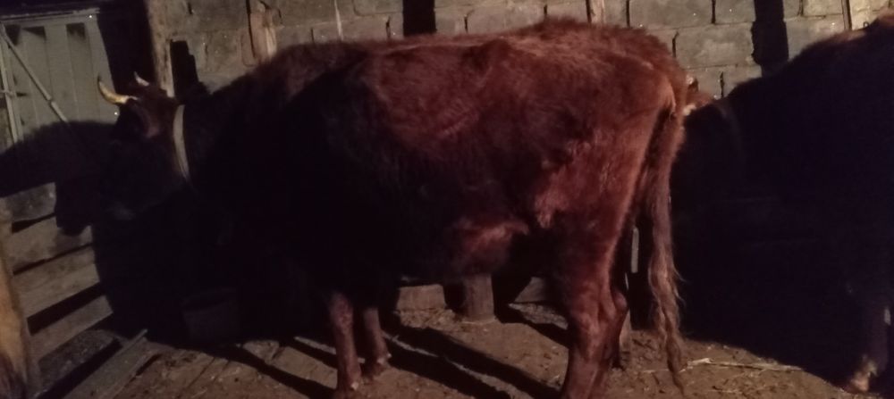 Продается корова