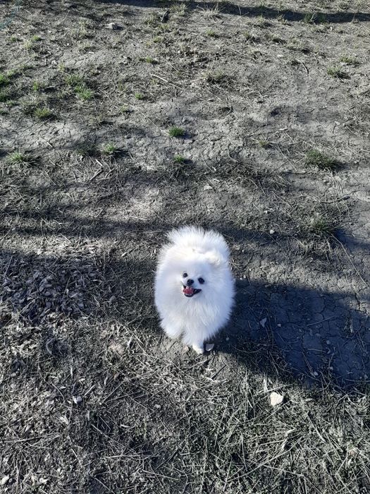 Срочно!!! Продам померанского шпица