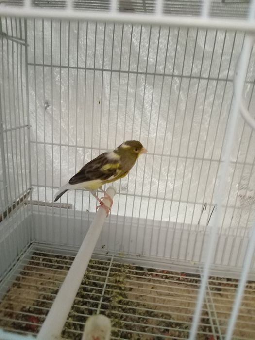 Испанский Ларгет.