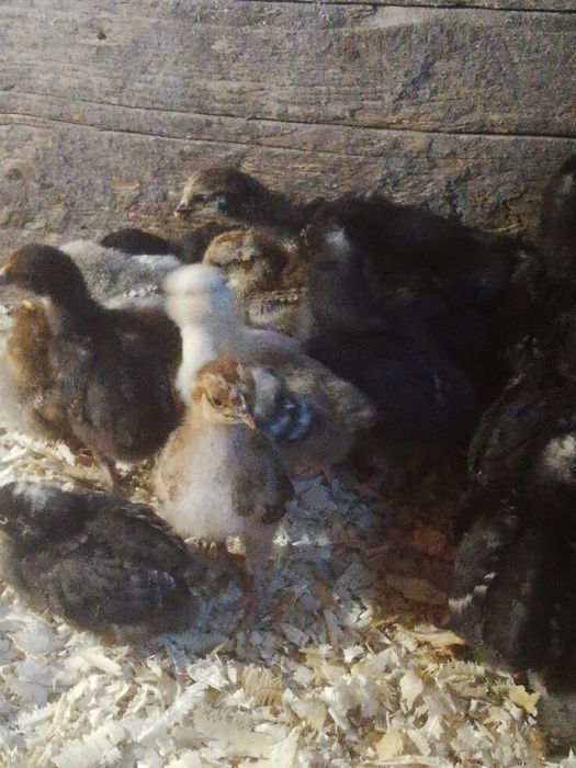 Продам цыплят разных пород