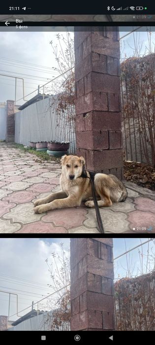 Алабай щенок 3 5 месяц