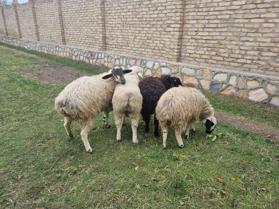 Qo‘y va Qo‘chqorlar Sotiladi