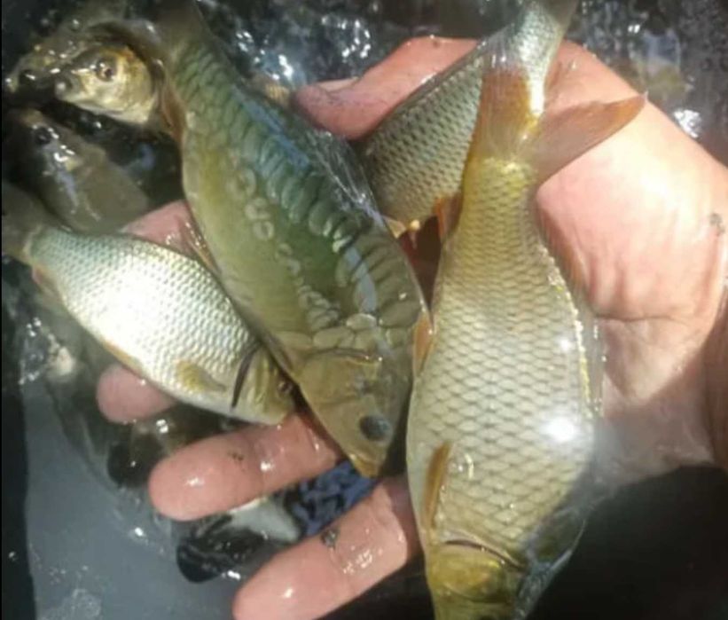 Boqish uchun baliqlar bor /Sazan/Belamur/Tolstolob