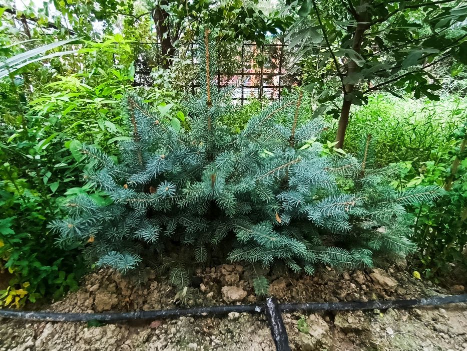 Koʻk archa (goluboy ель)- сорт pieca pungens