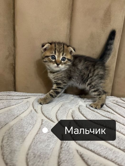 Шотландские котята