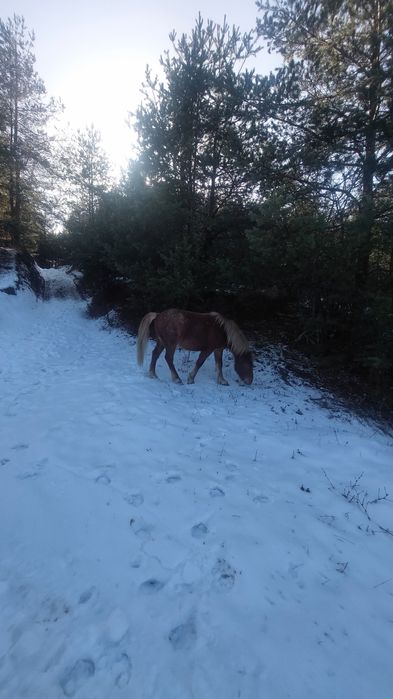 Мъжки и женски кончета
