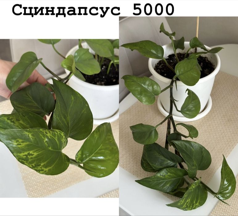 Комнатные цветы
