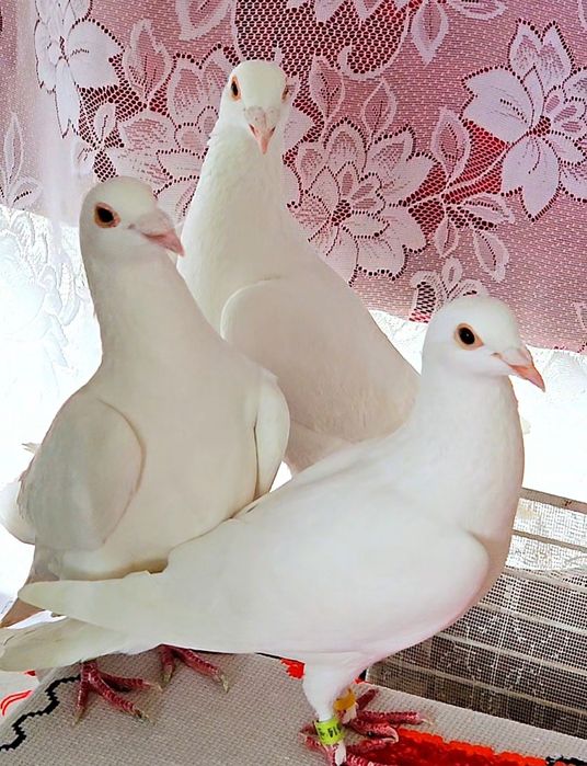 Voiajori albi calitate