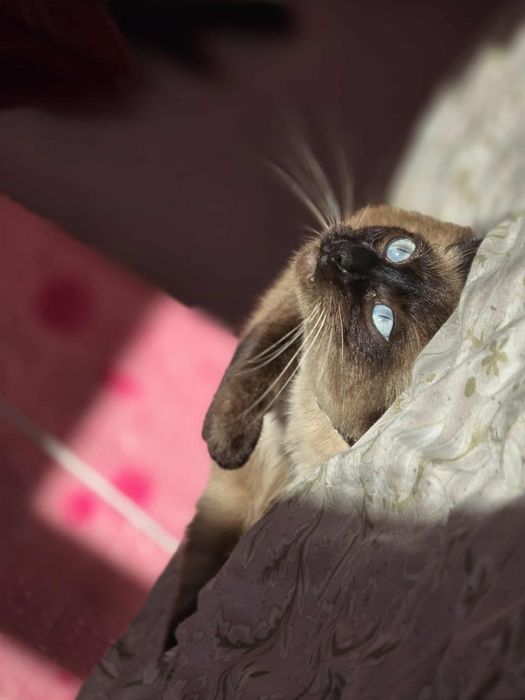 Продавам Сиамска котка