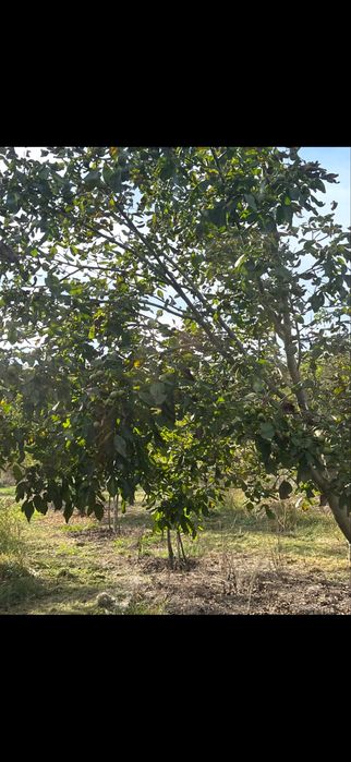 Plantatie nuci pe rod teren intravilan Saulita 2.5 ha