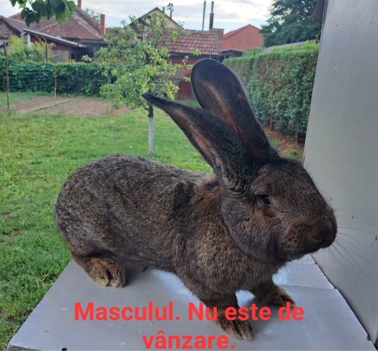 Iepurite gestante si iepurasi de vanzare.