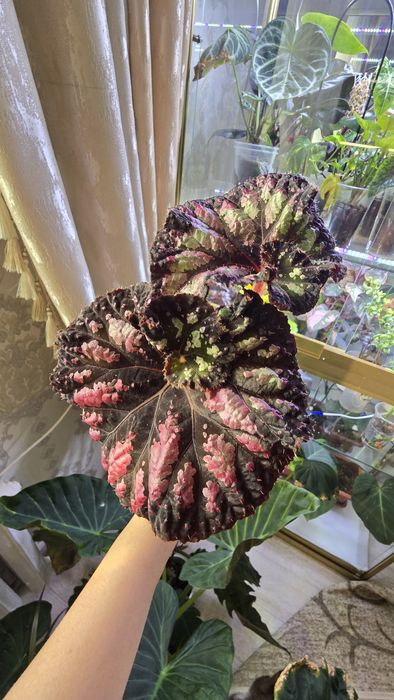 Продаю сортовые бегонии