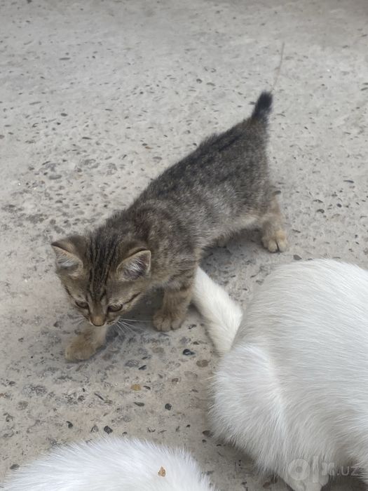 Кошки , красивый , отдам в добрый руки