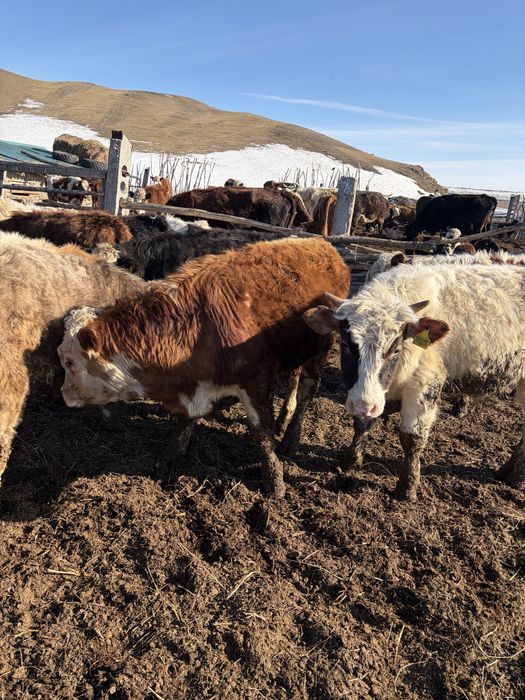 Продам годовалых бычков