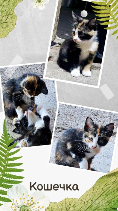 Котята в хорошие, добрые руки