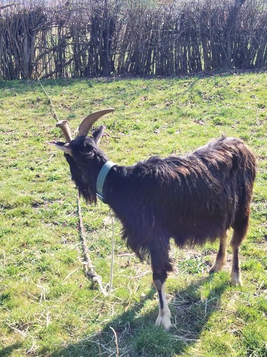 Vând 2 capre una dintre ele are dauă ieduțe și cealaltă este gestantă