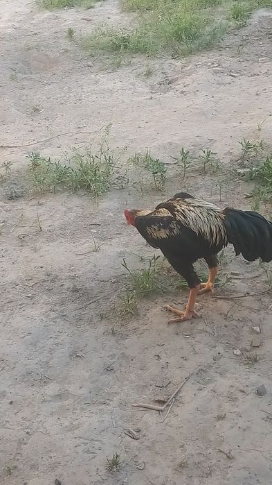 Zotor xoroz zotiga javob